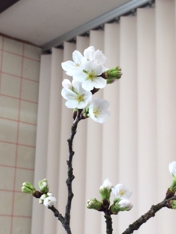 桜